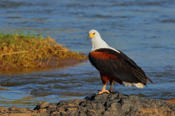 Afrikanischer Schreiseeadler / African fish-eagle / Haliaeetus vocifer.