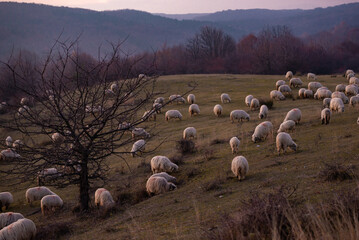 The flock of sheep on a cool evening near the dark forest. Domestic animals returned to the barn in the rural area of Romania