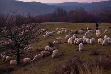 Obraz premium The flock of sheep on a cool evening near the dark forest. Domestic animals returned to the barn in the rural area of Romania