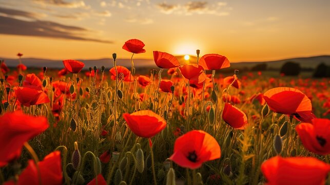 image of huge poppy field during sunset
