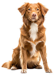 Nova Scotia Duck Tolling Retriever dog