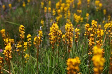 Narthecium ossifragum wildflowers in Norway