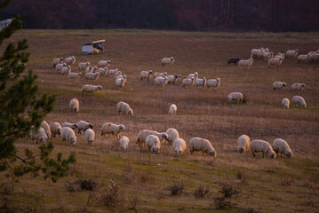 The flock of sheep on a cool evening near the dark forest. Domestic animals returned to the barn in the rural area of Romania