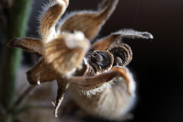 - 3 blooming flower with seeds