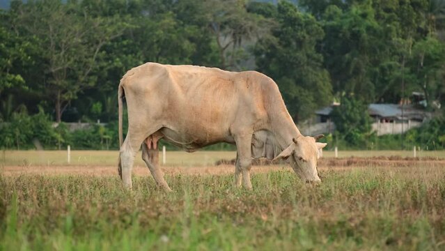 Thai cows are eating grass in the field in a countryside of Thailand