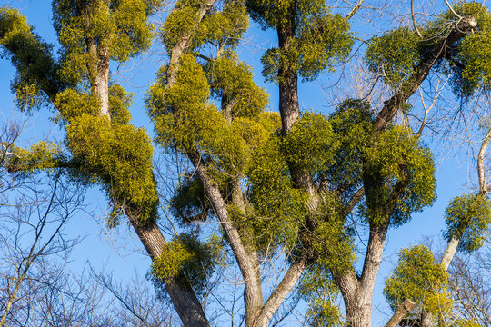 Baum mit Misteln im Klettenbergpark K&ouml;ln