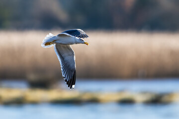 Yellow Legged Gull, Larus michahellis, bird in flight over winter marshes