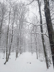Winter northern forest. Trees are covered with snow.