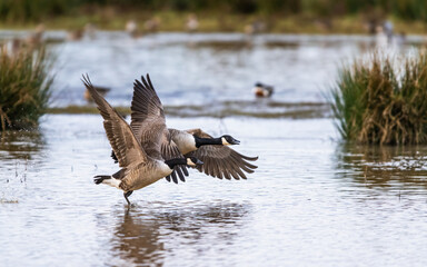 Canada Goose, Branta canadensis birds in flight over Marshes