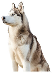 Siberian Husky dog, full body.