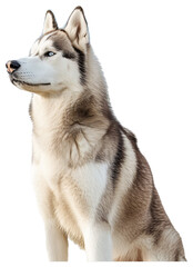 Fototapeta premium Siberian Husky dog, full body.