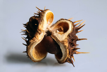- 6. open chestnut fruits in autumn
