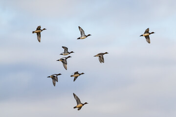 Eurasian Wigeon, Mareca penelope, birds in flight over Marshes