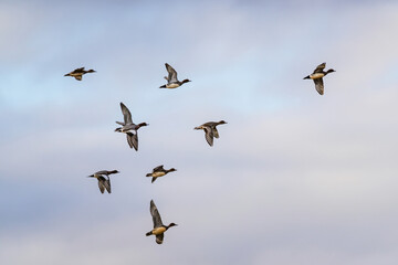 Eurasian Wigeon, Mareca penelope, birds in flight over Marshes