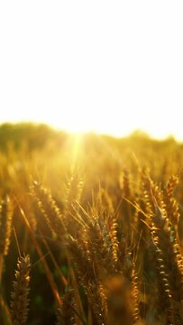 Ripe Wheat field growing on a summers day ready for harvest in a vertical format