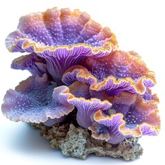 Obraz premium Beautiful sea corals composition, sea life objects, isolated on white background