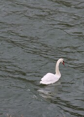 swan on the lake