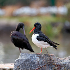 Eurasian Oystercatcher (Haematopus ostralegus) also known as the Common Pied Oystercatcher, or Palaearctic Oystercatcher, Wading in shallow Water of Wetand in the Netherlands. Wildlife Scene of Nature