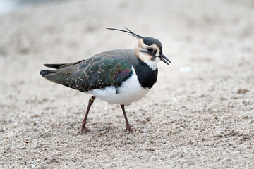 Northern Lapwing (Vanellus vanellus) Guarding its territory in grassland Breeding Habitat. This Plover has spectaculair Song Flight and Display Behaviour. Wildlife Scene of Nature in Europe.