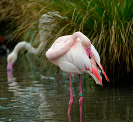 Greater Flamingo - Phoenicopterus roseus, portrait