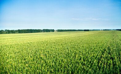 High angle view of organic corn field at agriculture farm