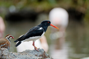 Eurasian Oystercatcher (Haematopus ostralegus) also known as the Common Pied Oystercatcher, or Palaearctic Oystercatcher, Wading in shallow Water of Wetand in the Netherlands. Wildlife Scene of Nature