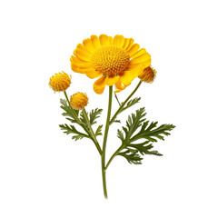 Tansy flower isolated on transparent background