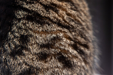 Fur of a gray spotted cat.