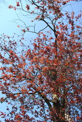 Baum im Frühling