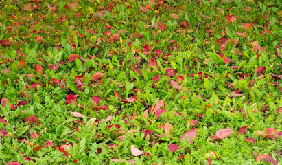 Red autumn leaves on green grass in the park. Autumn background with selective focus.