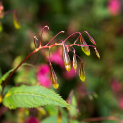 Close up of Balsam Impatiens. Pink blooming and budding Himalayan Balsam plant.