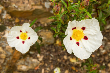 White flowers in spring Rockrose ( Cistus ladanifer )