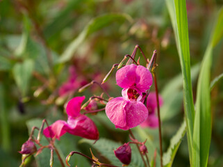Balsam Impatiens plant. Pink blooming and budding Himalayan Balsam.