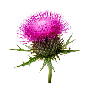 Thistle flower isolated on transparent background