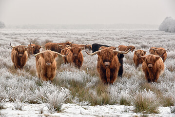 Herd of red brown Scottish highlanders in a natural winter landscape.