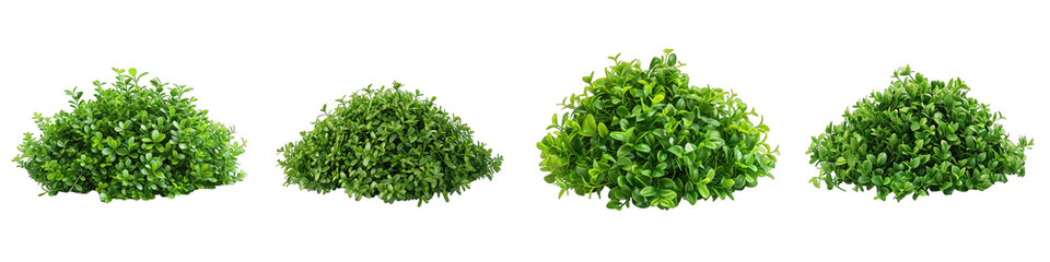 Boxwood Flower Pile Of Heap Of Piled Up Together Hyperrealistic Highly Detailed Isolated On Transparent Background Png File