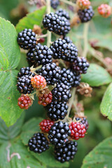 Black and red blackberry fruits in close up