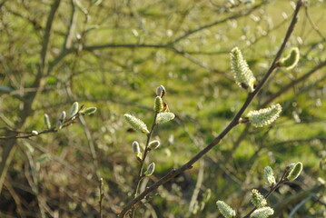 Natur in Deutschland 