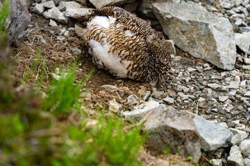 振り向いたライチョウ