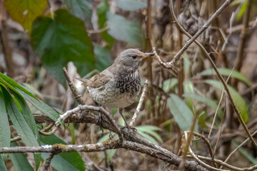 Black Throated Thrush