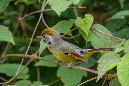 chestnut-tailed minla