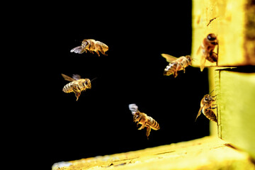 Worker bees fly in and out of the hive. Gold on a black background.