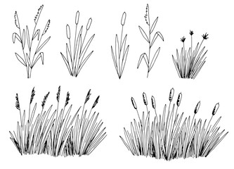 Reed set isolated graphic black white sketch illustration vector
