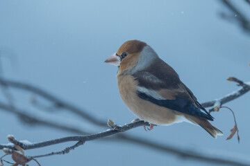Hawfinch (Coccothraustes coccothraustes)