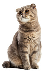 Obraz premium Scottish Fold cat