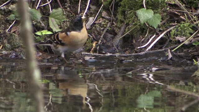brambling is drinking water