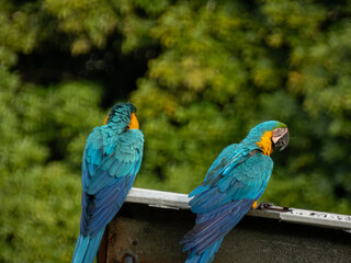 A pair of Blue-and-Yellow Macaws facing away from the camera on top of a billboard