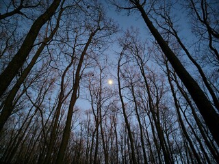 Obraz premium trees and sky