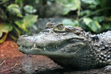 Breitschnauzenkaiman