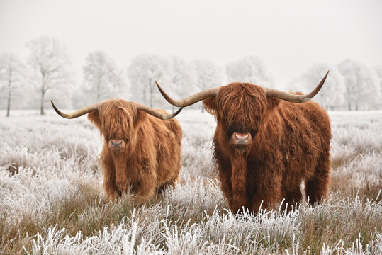 Two Scottish highlanders in a natural frozen winter landscape